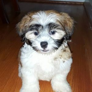 Meet your Posher, Casey